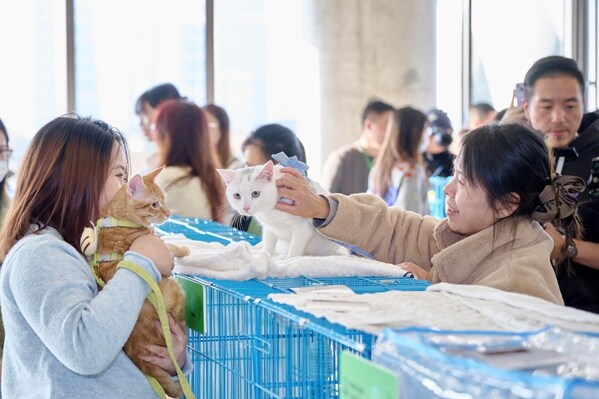 猫咪领养区互动