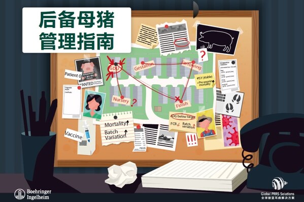 《后备母猪管理指南》