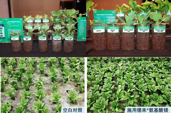 德来®氨基酸镁在番茄、上海青、莴笋等作物上的对照试验,结果显示,使用了德来®氨基酸镁的叶片长势更好、色泽更浓绿、更有韧性 德来®氨基酸镁在番茄、上海青、莴笋等作物上的对照试验,结果显示,使用了德来®氨基酸镁的叶片长势更好、色泽更浓绿、更有韧性