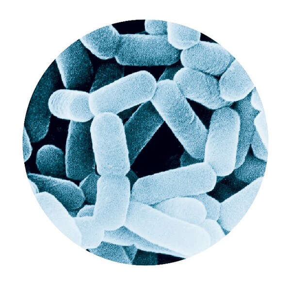 副干酪乳酪杆菌代田株(LcS) 副干酪乳酪杆菌代田株(LcS)